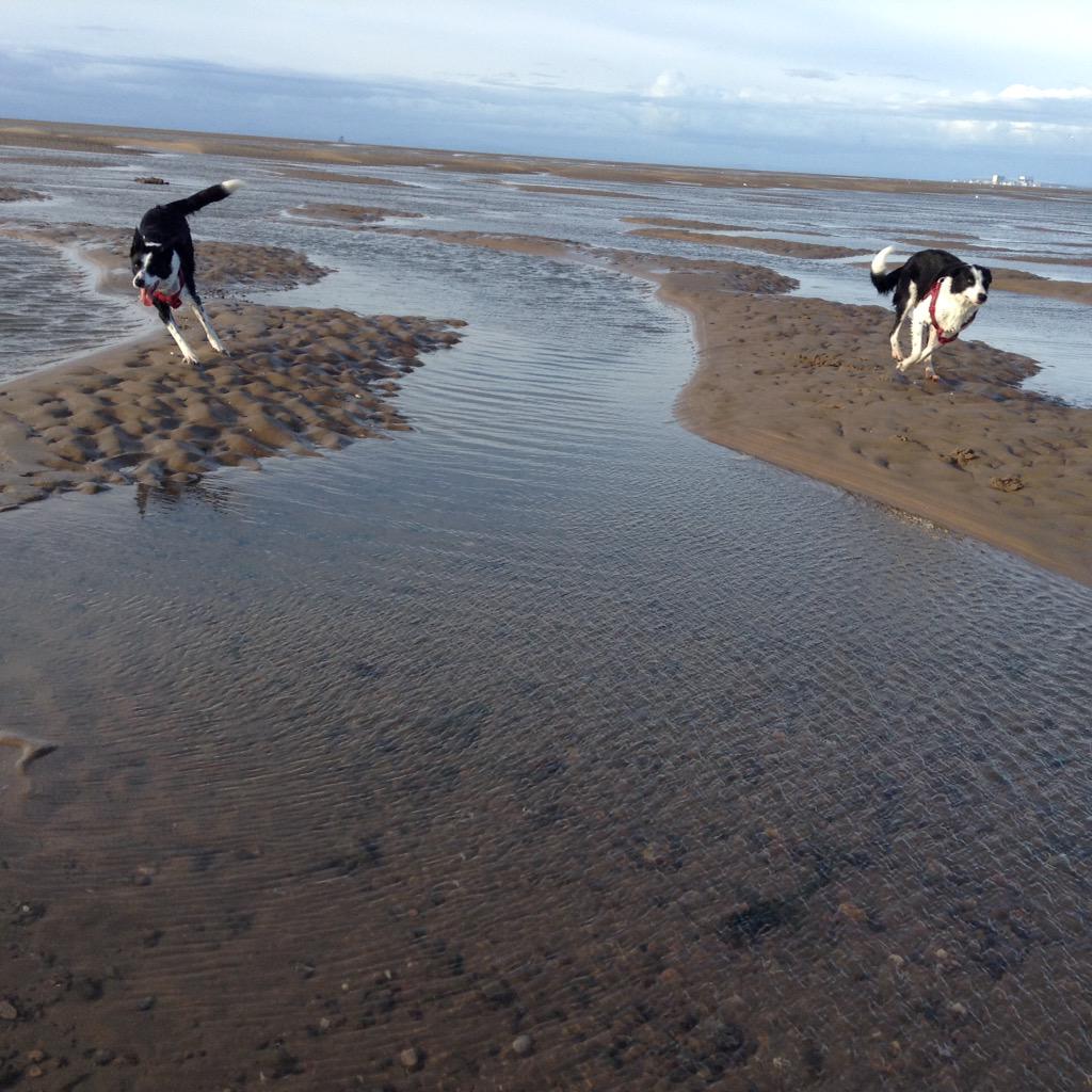 GoateeJoe's tweet image. Come Bye and Away
They girls go left and right and meet at 12 o clock to bring seagulls in to me
#BorderCollie