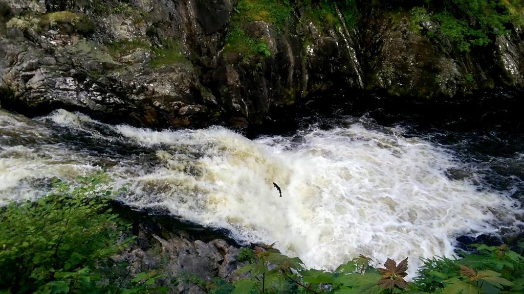 SeemaAdia's tweet image. #jumpinfish #fallsofshin