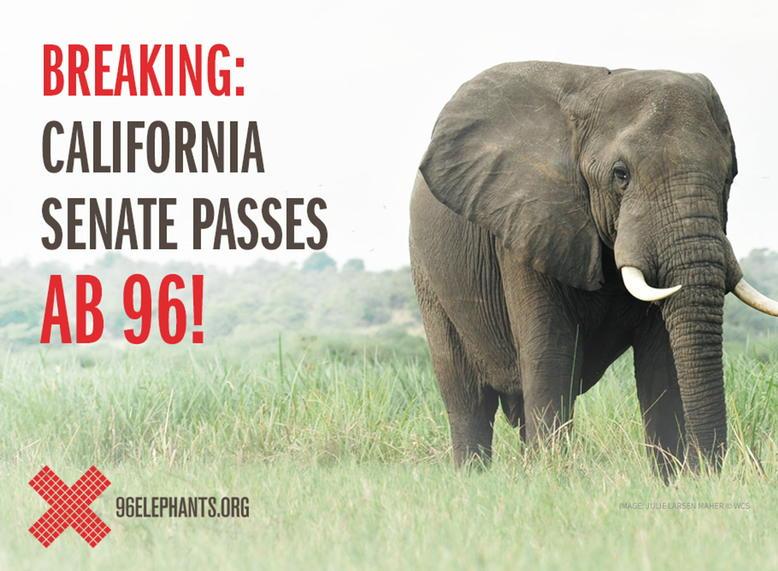 96Elephants's tweet photo. BIG news! Next it goes back to the Assembly for a concurrence vote before it heads to the governor’s desk. http://t.co/u0lEhwyMDq