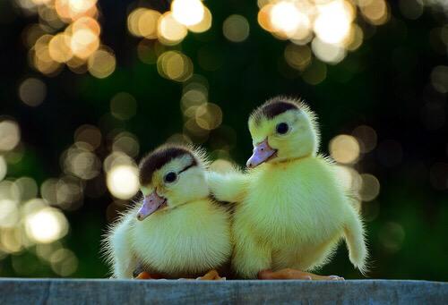 утята. уточка люблю. милые утята. милый утенок. уточка люблю.