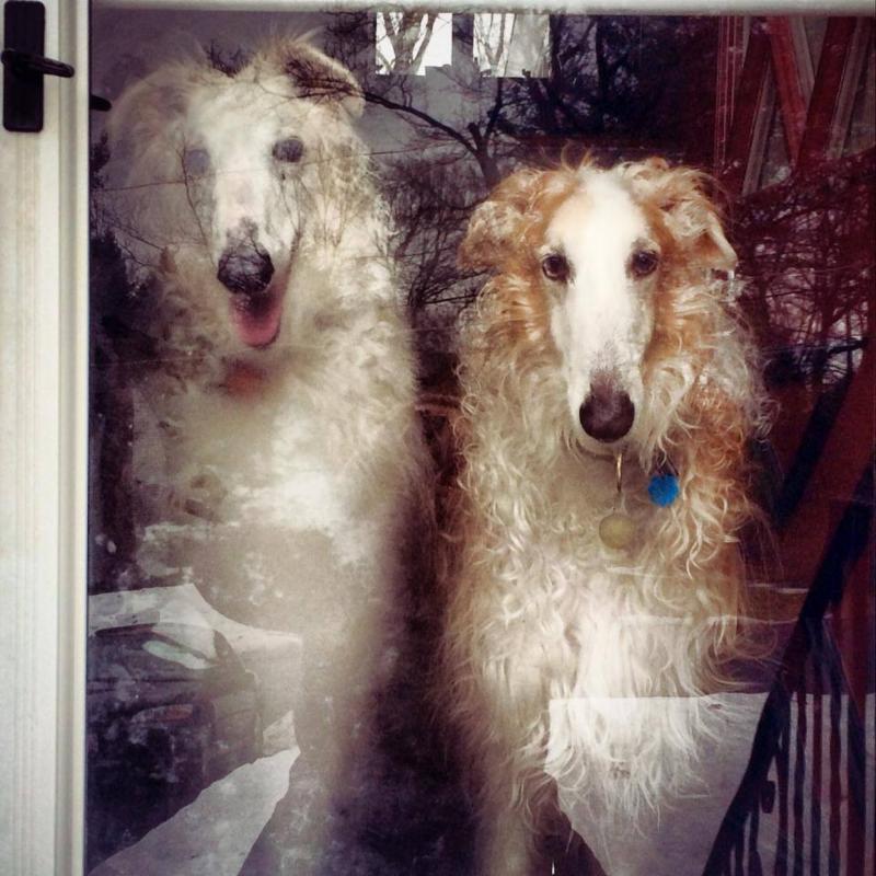 Perfect PetParenting tweet media