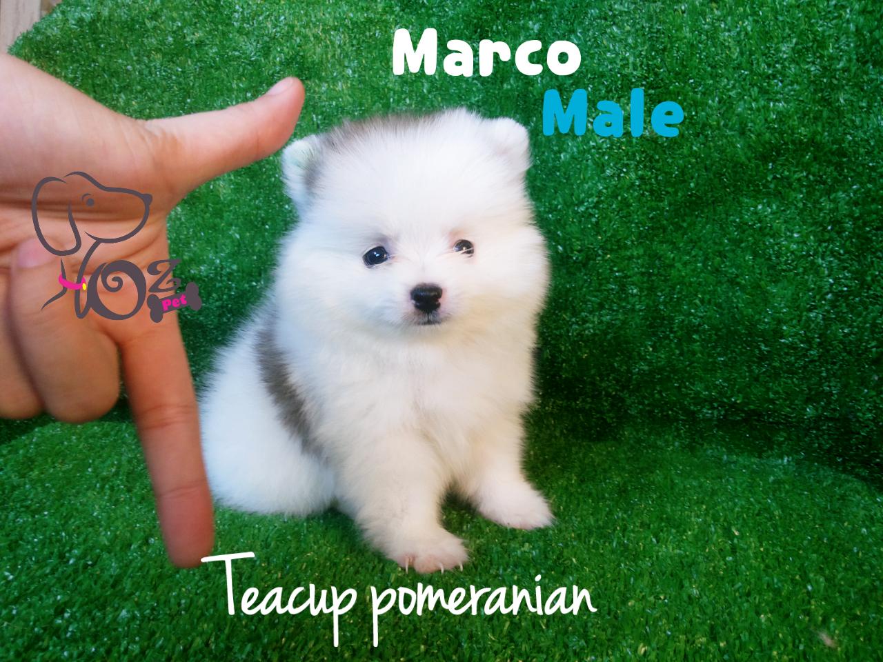 Dunia Anjing Kita on X