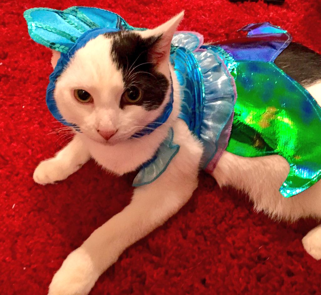 KazBills's tweet photo. Percy, my 3-legged rescue, loving life as The Little Mermaid 😂😻🐬 http://t.co/QJ0SygXF7N