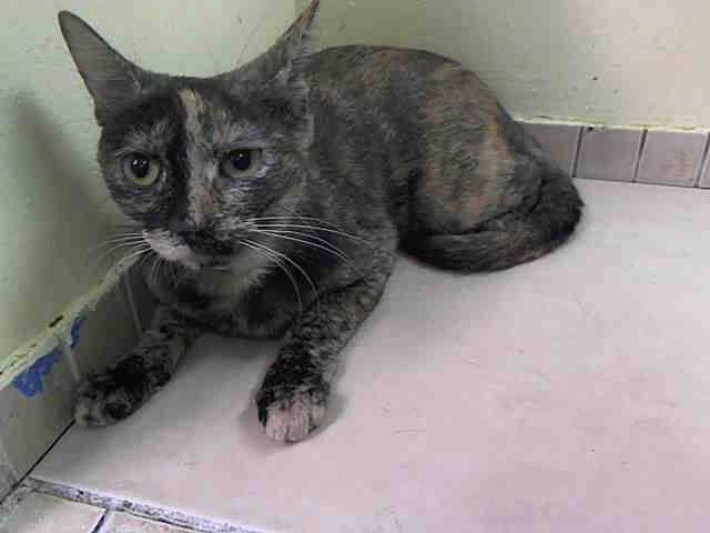 “<a href="/ngremmy/">Nik & Marley Cat</a>: #URGENT #NYC #CAT CHICKADEE needs help by 9/3-PLS RT/adopt/foster/pledge! facebook.com/nycurgentcats/…