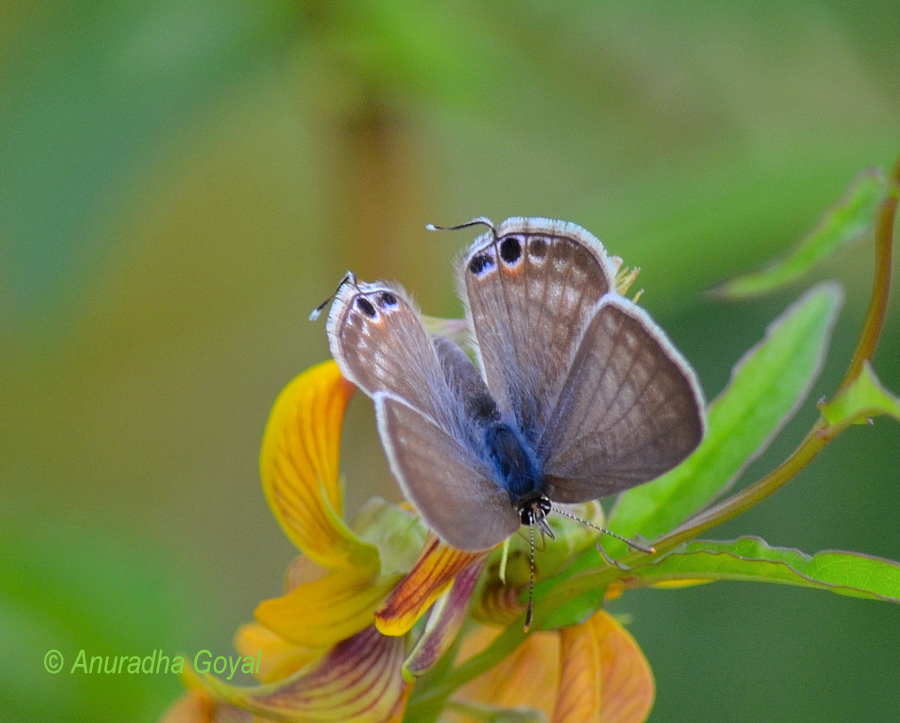 Oriental Forget-me-not Butterfly  inditales.com/oriental-forge…  #travel #photography #butterfly #Goa #Goabeyondbeaches