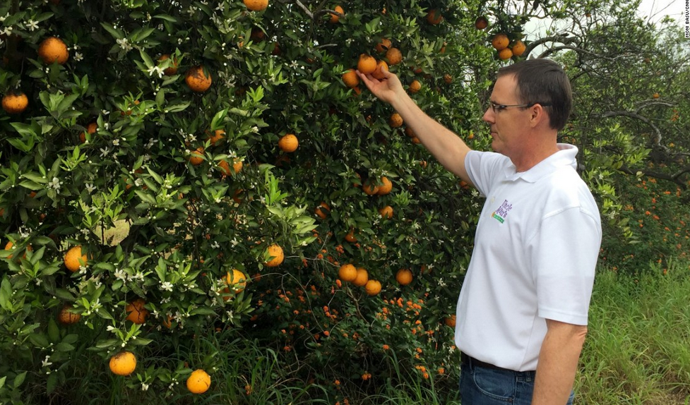 Fruit growing is. Грейпфрут в природе. Грейпфрут растет. Грейпфрут дерево. Как растет грейпфрут.