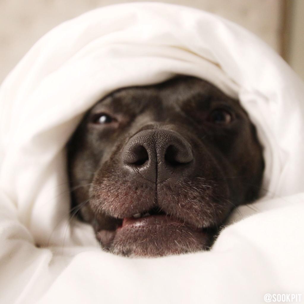 sookieandivy's tweet image. Halfway through the week? 😩 #mightnotmakeit #wakemeupwhenitsfriday #zombiemode