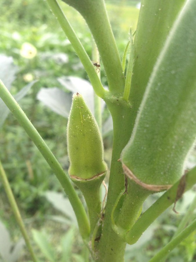 オクラが黒い 斑点があっても食べられる 見分け方や保存方法も紹介 お食事ウェブマガジン グルメノート