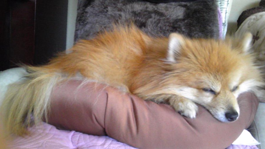 どうしてこうなった 笑 ポメラニアンが豆柴カットにした結果 こうなった 5枚 Buzzmag