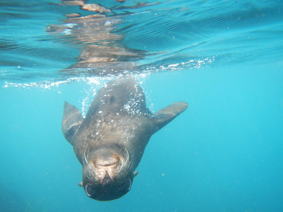 Ummm.....hello...     #Myfirsttweet #NZmustdos #Comevisit #Sealswimkaikoura