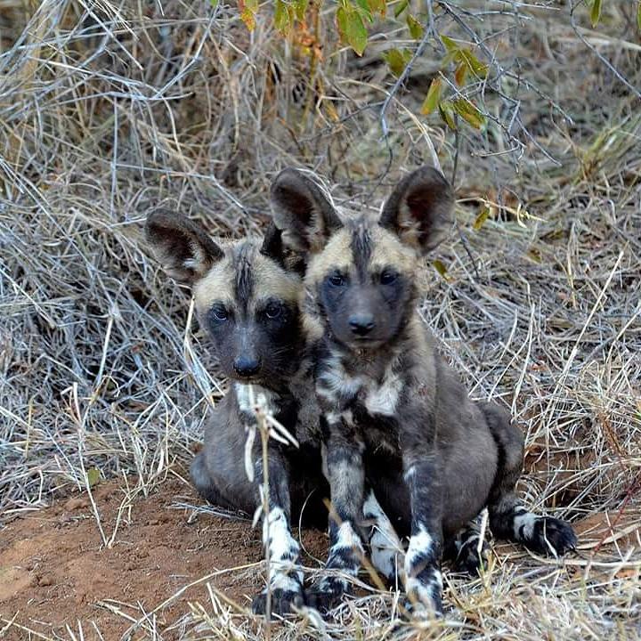 KNPWildDogs's tweet photo. #CuteOff these little guys have to qualify as the cutest carnivores. http://t.co/EksqGTfkOq