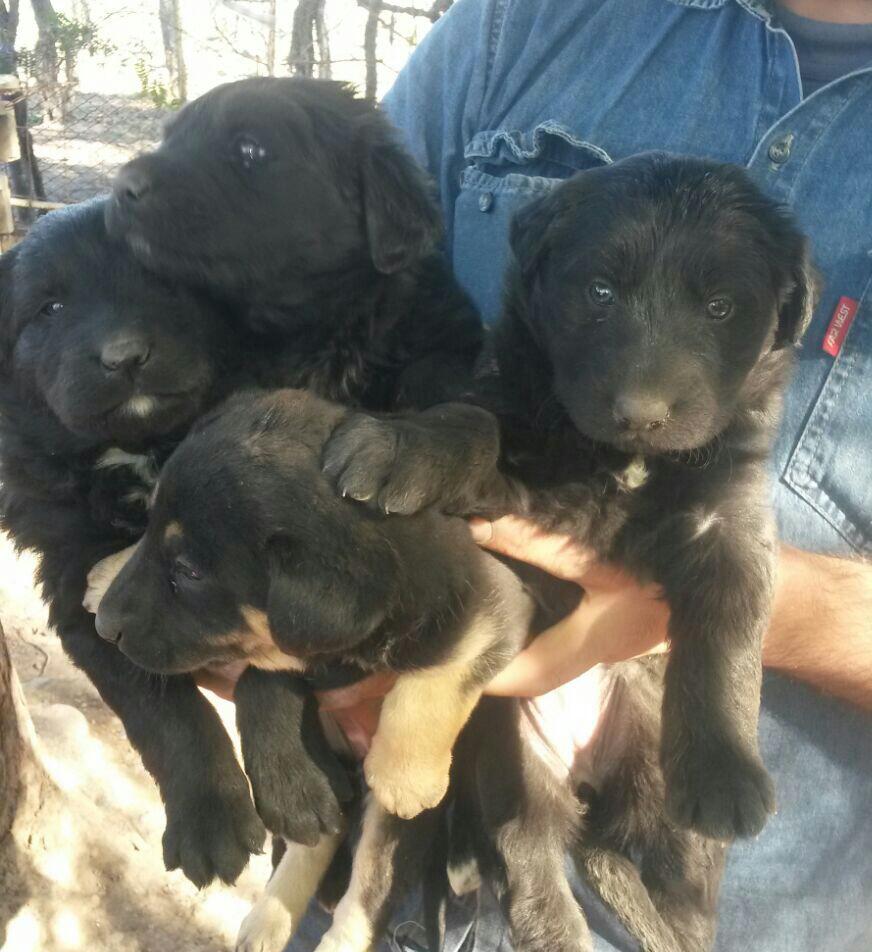 cintijak15's tweet photo. Que lindas cachorritas http://t.co/3yCoL0HEYg