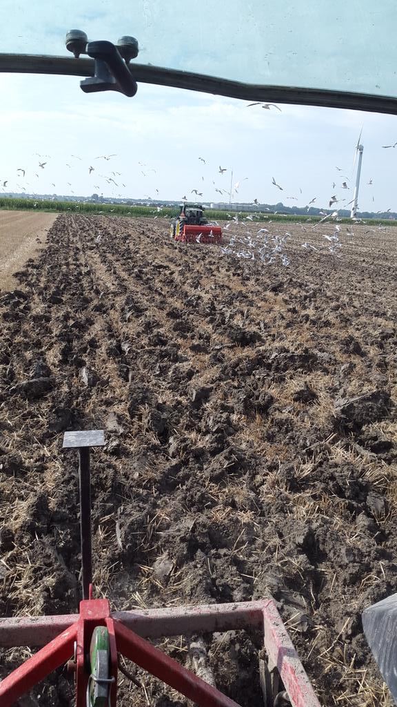 Gele mosterd met een heeeeel klein beetje bladrammenas zaaien