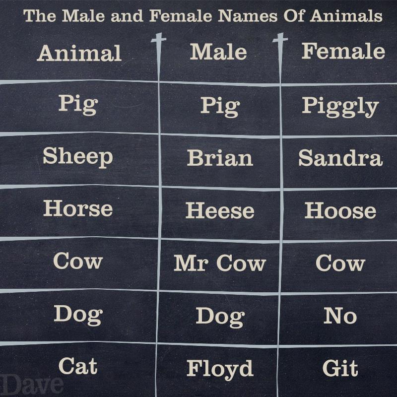 Dave on Twitter: "THE MALE AND FEMALE NAMES OF ANIMALS: http://t.co