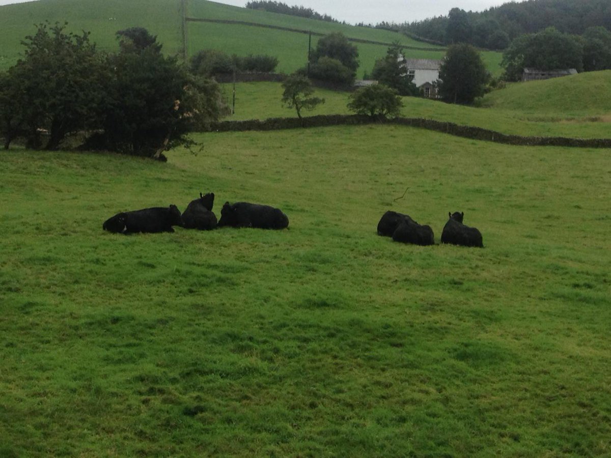givemecows's tweet photo. # 1 reason to move home tbh http://t.co/KSj5SQy2LE