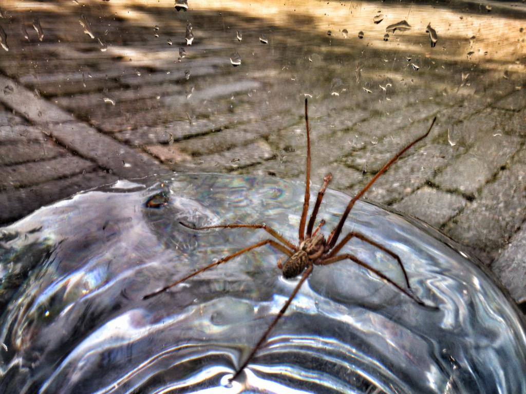 LRepkes's tweet photo. Dit vriendje is er vroeg bij! #September in aantocht.. #spinnenmaand #natuur #spin http://t.co/oqSi1ZQdUZ