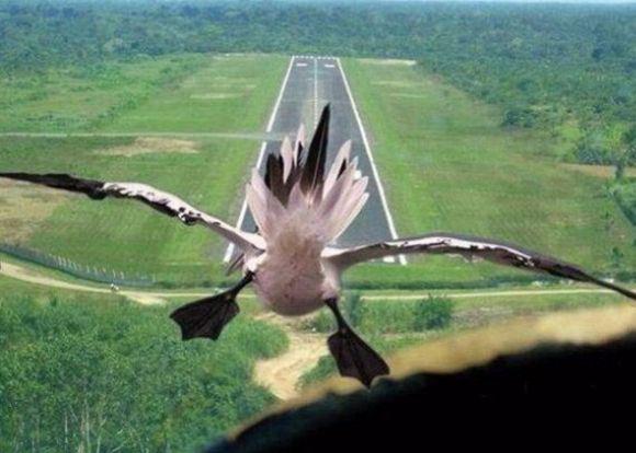 beambuzz_com's tweet image. #AirBaltic ready for landing!