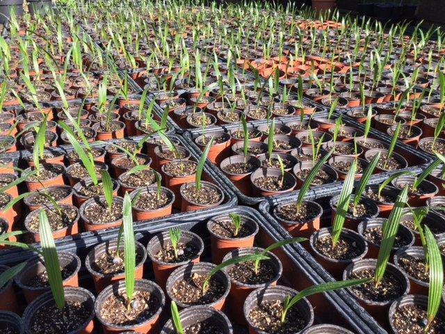 Marketitalia_it's tweet photo. #prezzi estate =>http://t.co/oCMIkpHc85
#palm #tree #seedlings #chusan #windmill #trachycarpus #fortunei http://t.co/4SsXqjo1Kg