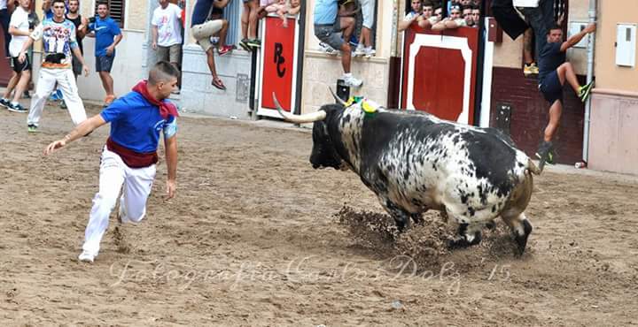 javicubas08's tweet photo. Dia 14 d'agost dia gran de Museros , comissio taurina 2015. http://t.co/OeI2FfXTxv