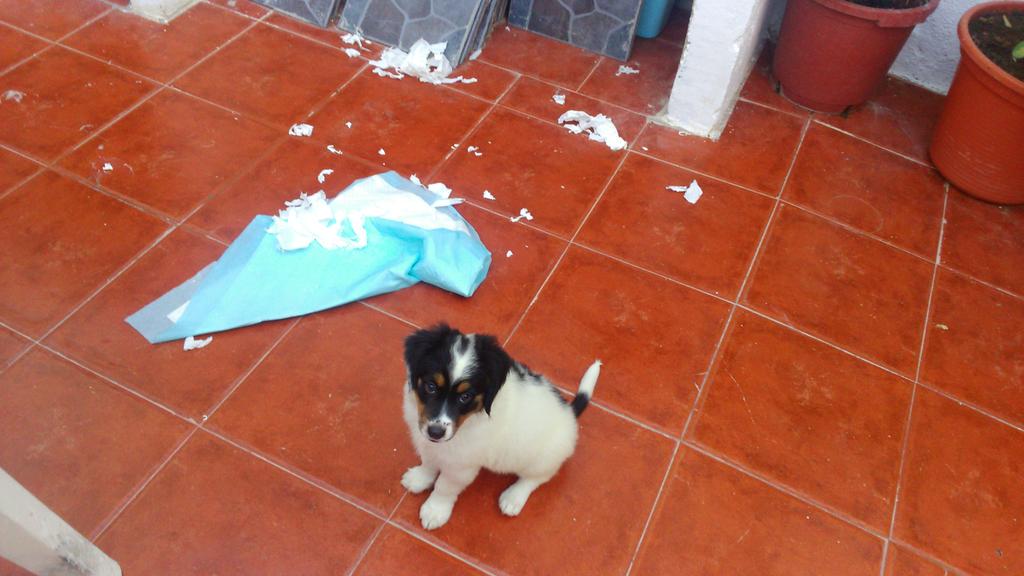 NievesC96's tweet photo. Cuando la perra se queda sola http://t.co/8AZZKEyGvS