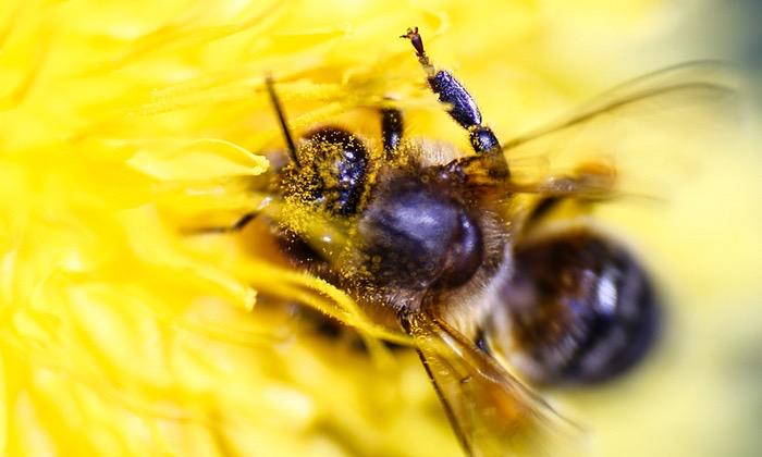 Oilseed rape pesticide linked to UK honeybee deaths, study finds
gu.com/p/4byj3/stw <a href="/guardian/">The Guardian</a> ~ #bees <a href="/MarkAvery/">Mark Avery</a>