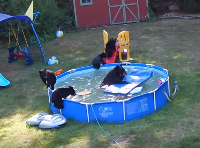 MofoGoats's tweet photo. Bears crash backyard poolparty http://t.co/gG5Q6qlMcH #lostwilderness #familymovienight http://t.co/PZYjZxV2Cd