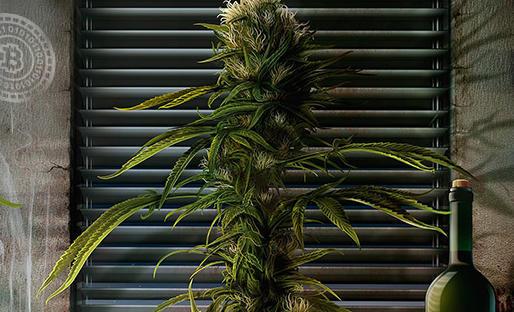 inside_cannabis's tweet photo. Leaders in Bitcoin and cryptocurrency will meed in Denver for the Crypto Cannabis Co... https://t.co/wbKzRIKvAg #news http://t.co/ExFENJZaPN