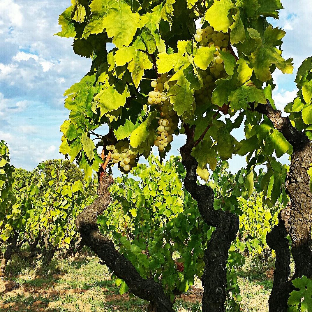 martawine's tweet photo. bon #capdesetmana !! tastant #raïm d #malvasia #verema15 #naturalwine #anfores #gavarres @do_emporda @empordawine http://t.co/pcXjcl4jQv