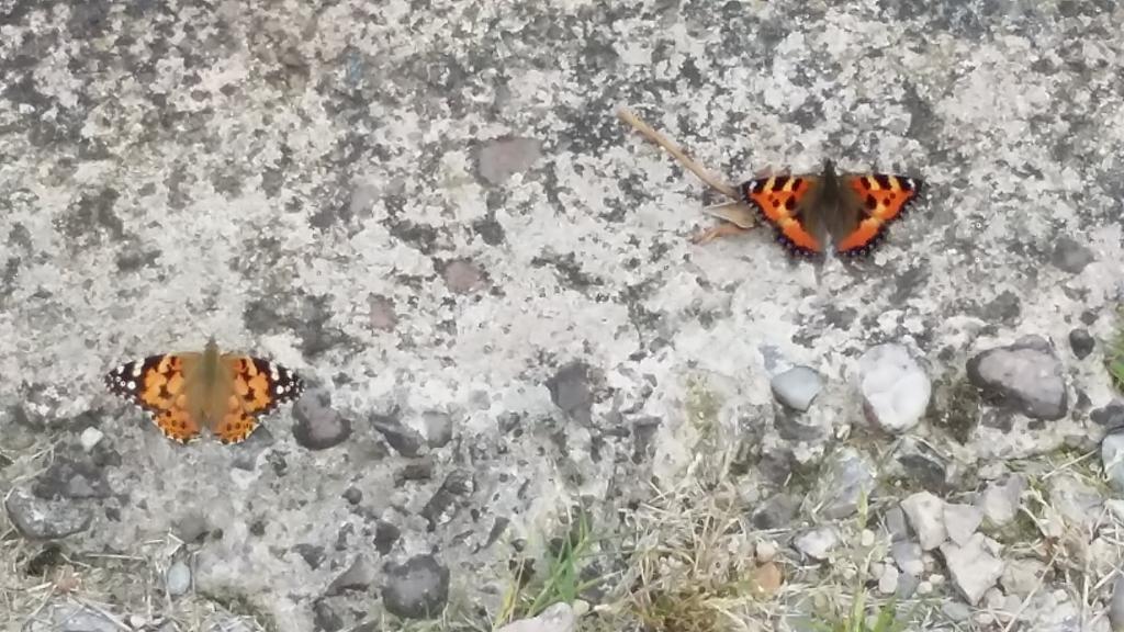 WM_Butterflies's tweet photo. Tortoiseshell and Painted Lady. http://t.co/3mvJXEADtI
