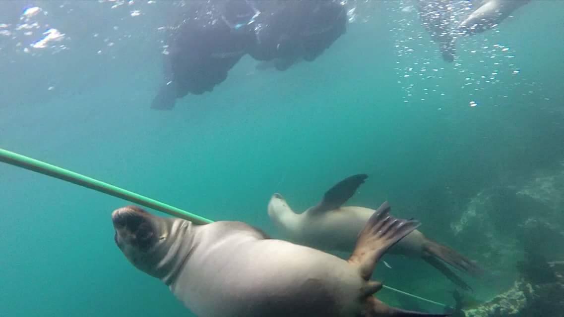 SolamenteGra's tweet photo. Pool dance en La LoberΓa #PuertoMadryn #BuceoConLobos http://t.co/QyiLvlyVDp