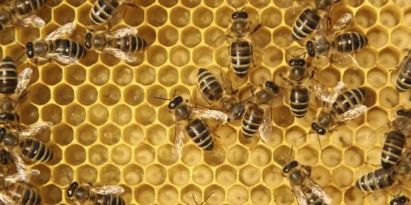 RosePestTweets's tweet image. PROTIP: Supporting local #beekeepers helps maintain #pollinatorhealth #BEEaware #savethebees hubs.ly/H014FnB0