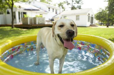madcattoys's tweet photo. How to Keep Your Dog Cool in Hot Weather http://t.co/7JpfmbLWyB via @aboutdotcom http://t.co/btrNDKIit6