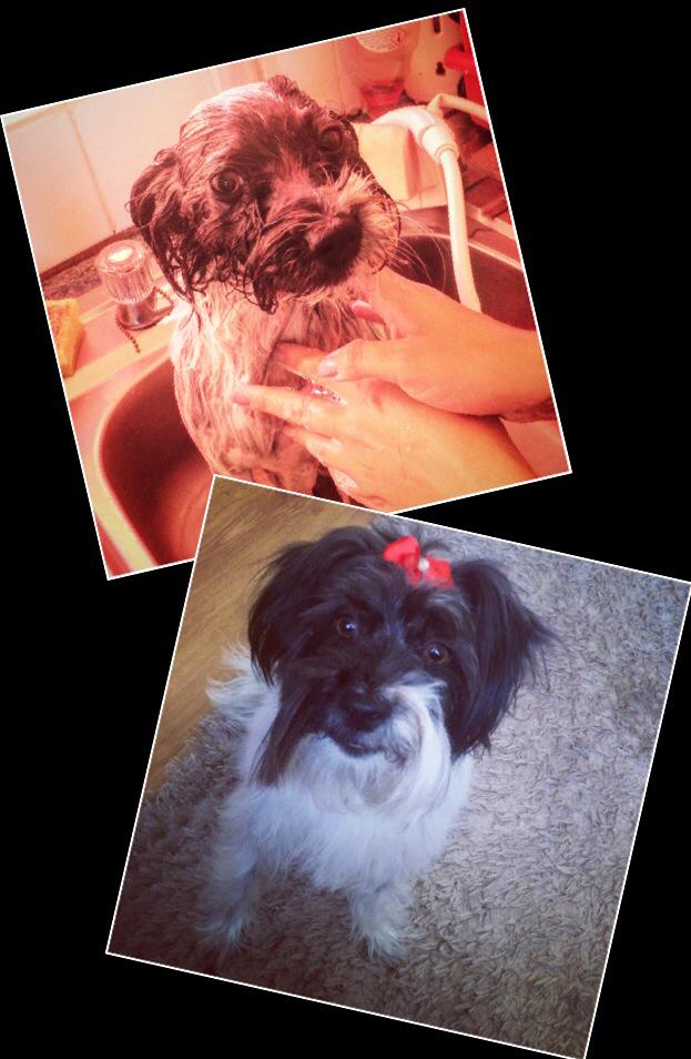 emjd26's tweet image. #fromthis #tothis ❤️❤️ #cleandoggy #scruffyfluffy