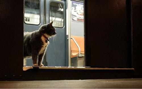 NYTransitMuseum's tweet image. #Caturday: our retired #StationMaster Sadie says congrats to #KishiStation's new feline mascot bit.ly/1HW6G4q