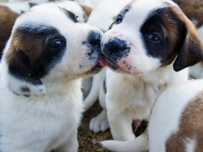 cute pets  (@cutepetsevryday) on Twitter photo 