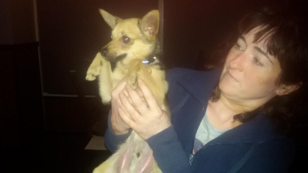 Wie weet van wie dit hondje is loopt rond in tollebeek rt patrijzenstraat 13