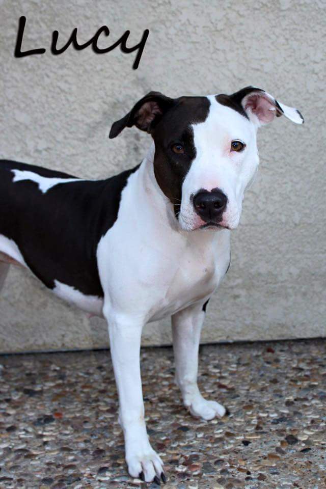 DFWFGF's tweet image. Lucy is missing from coit &amp;amp; alpha. She is skittish do not chase report sightings dfwfgf@gmail.com #IAMUP