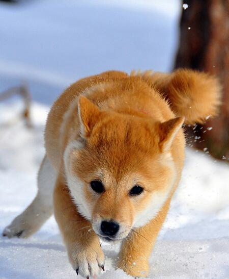 cute pets  (@cutepetsevryday) on Twitter photo 