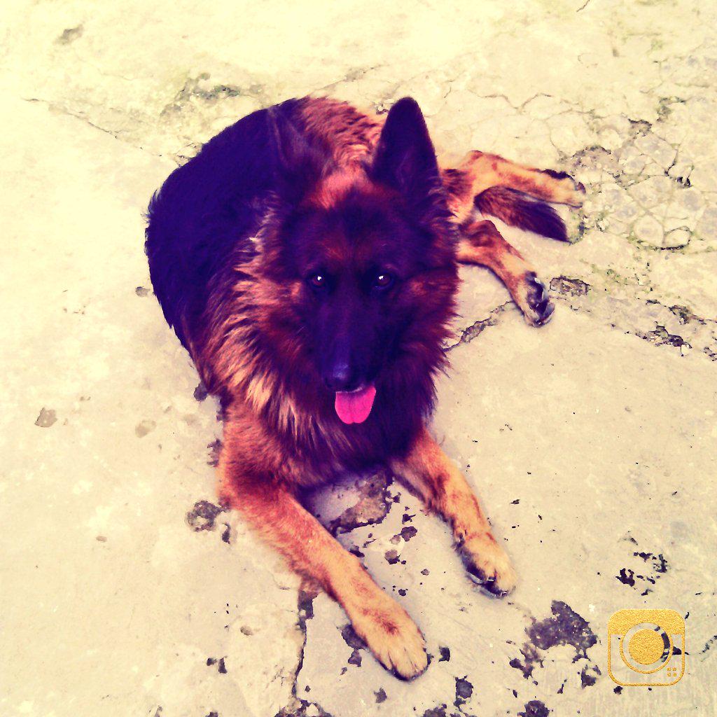 joni_sanchez1's tweet photo. Lo hice correr por todos lados hasta que se cansó jaja http://t.co/wGEQIFHGq9