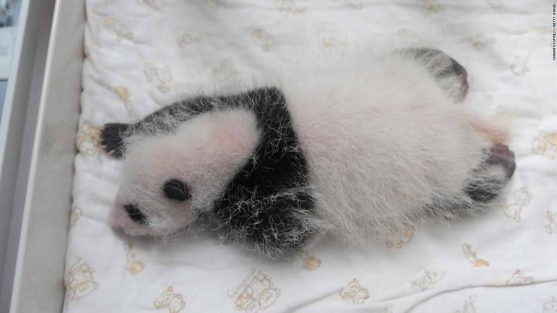 CNN's tweet image. Ten times the cuteness: Meet China’s new baby pandas. cnn.it/1V0a3R5