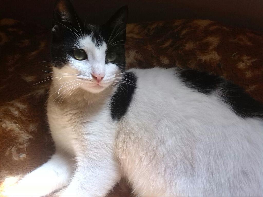 Betelgeuse86's tweet photo. PERDIDA EN EL ZAPILLO (#ALMERÍA) Zona: c/ La Vega. Nombre: GATA. Sin chip. Contacto: 676 762 172. DIFUNDID POR FAVOR! http://t.co/5GOQgSQlCu