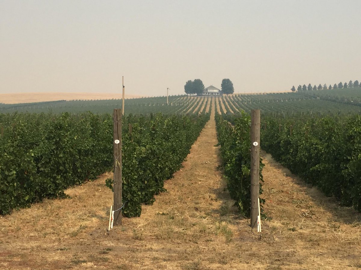 E2theSee's tweet image. I'm at Walla Walla Vintners in Walla Walla, WA swarmapp.com/c/81KMG4pjddb