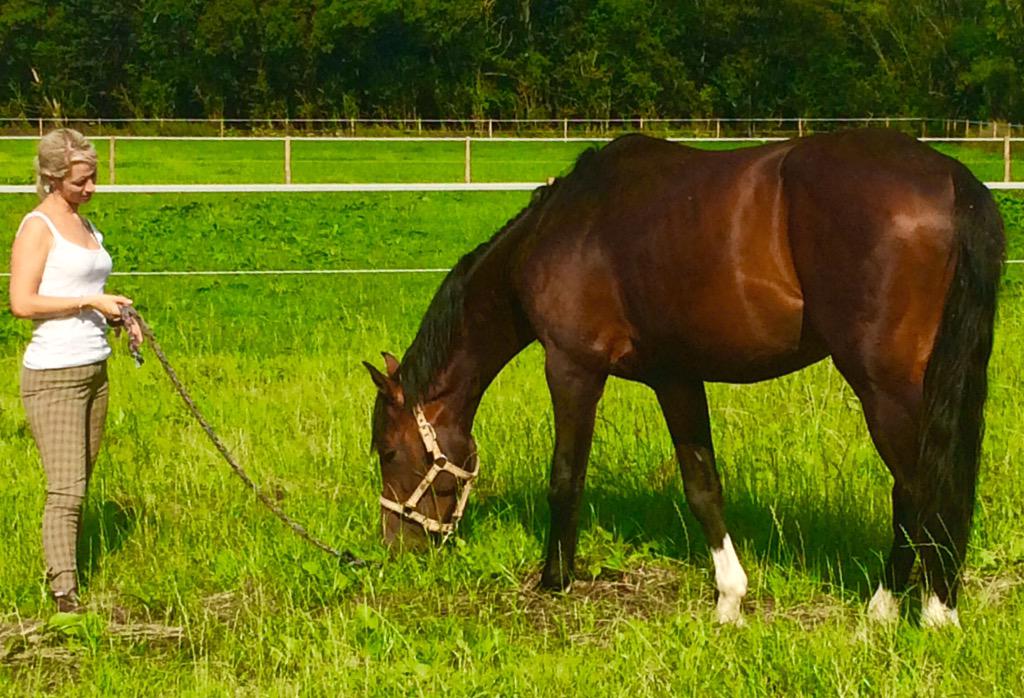 So pleased to have 4yr old stallion Gontendro PFB @ <a href="/HLBish/">Holly Bishop</a> back at Brook. So well behaved - good job <a href="/Adewhiteway/">adrian whiteway</a>