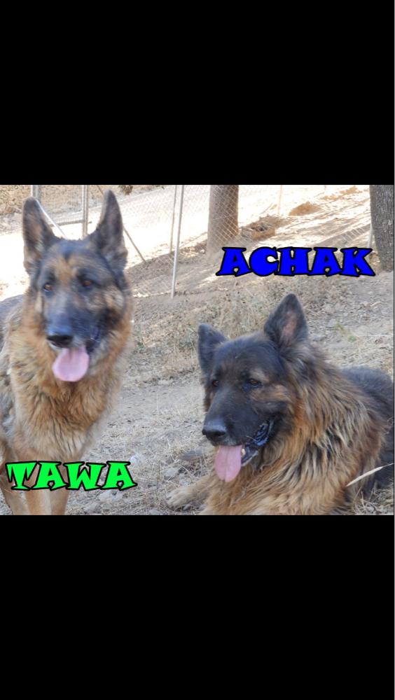 REFUGIOLACANDEL's tweet photo. #TAWA y #ACHACK son dos abuelitos INSEPARABLES, quieren pasar JUNTO A TI EL RESTO DE SUS VIDAS💕¿LOS AYUDAS? #ADOPTAR http://t.co/H3yPMWd2Ct