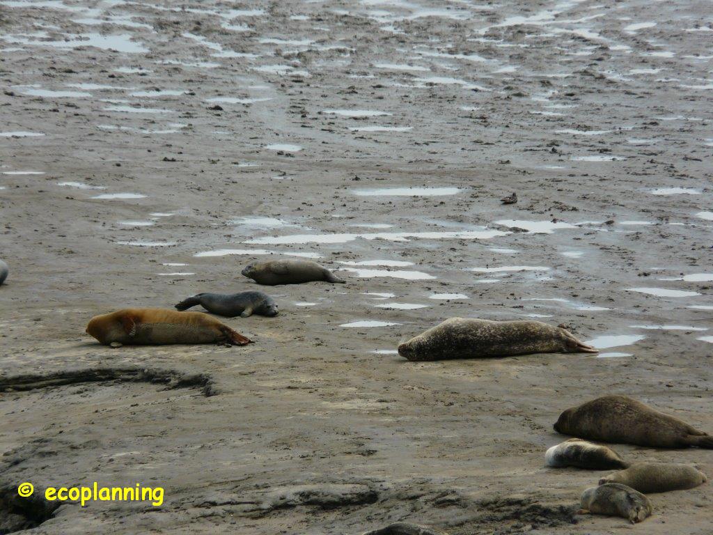 ecoplanningNL's tweet photo. Punt van Reide te Termunterzijl is mooi gebied om naar zeehonden te kijken @waarneming @volgdenatuur #zeehond http://t.co/DqZhMWfRWm