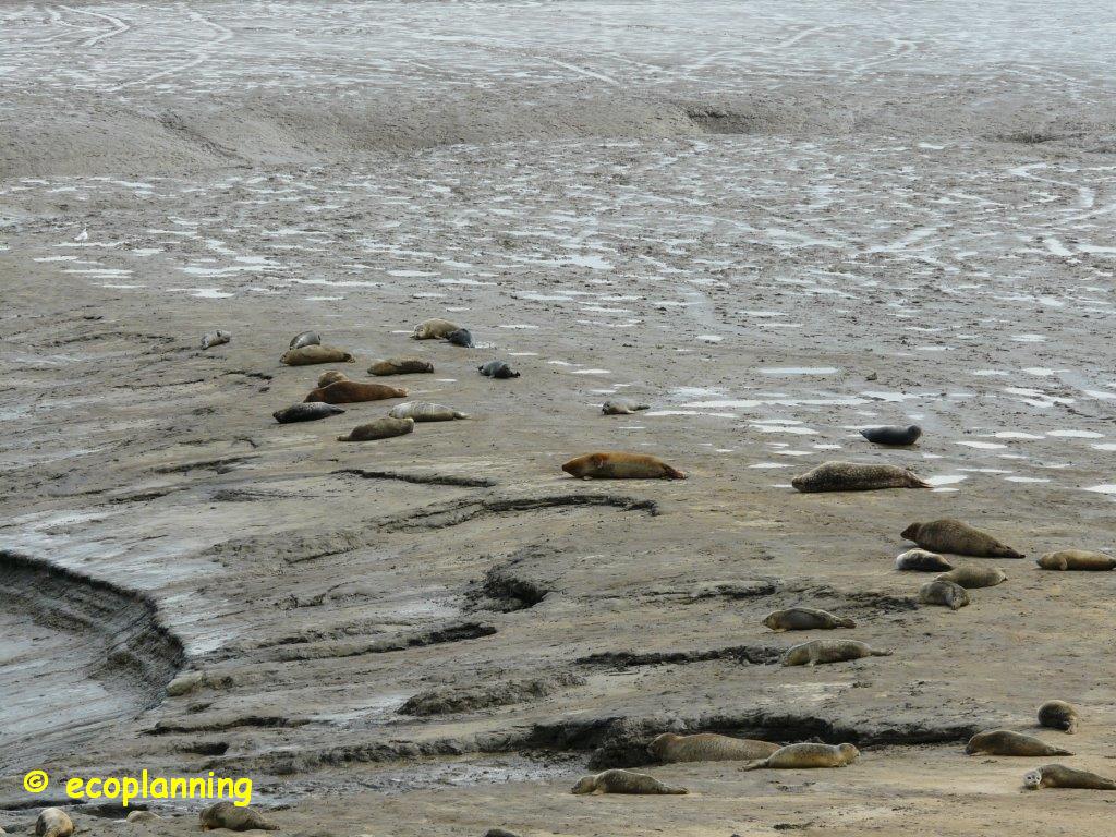 ecoplanningNL's tweet photo. Punt van Reide te Termunterzijl is mooi gebied om naar zeehonden te kijken @waarneming @volgdenatuur #zeehond http://t.co/DqZhMWfRWm