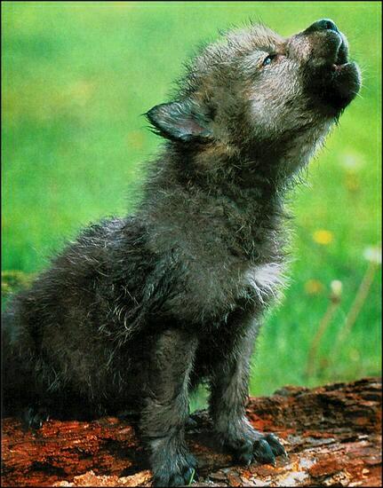 nkDarkDrgmailc1's tweet photo. @wolfactivist 
#standforwolvestogether http://t.co/fCKfQwirWX