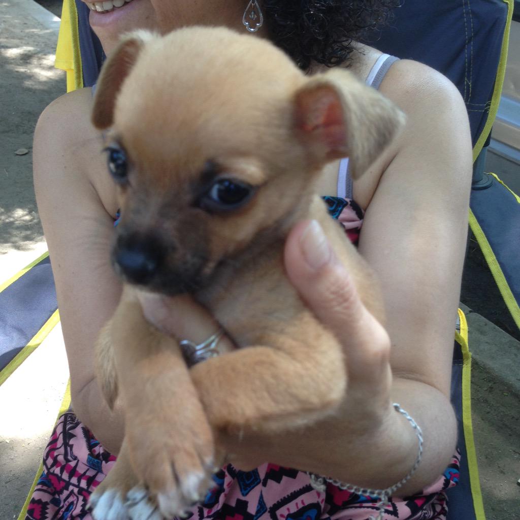 Chihuahua Lab Mix Puppies