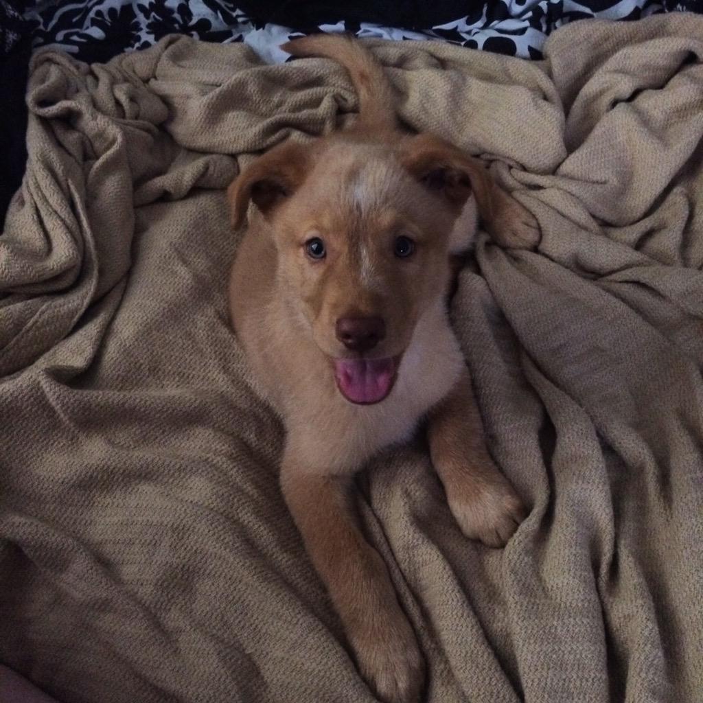 ccouture1127's tweet photo. Got a new best friend today. http://t.co/wANqEEuqW8