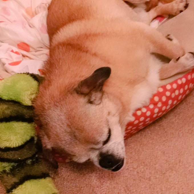 She always sleeps with her head hanging off something. Seems uncomfortable. http://t.co/v7APie47PZ<a href="/tag/thebigleap"class="tags"><span>#thebigleap</span></a>